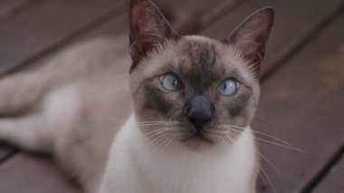 Çapraz Gözlü Siyam Kedisi Tahta Zeminde Yatıyor ve Odaklanmış İfadeyle Bakıyor Göz Seviyesi Açısından Doğal Gün Işığıyla