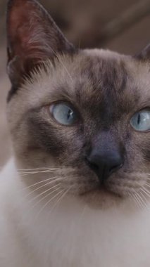 Dikey video. Çapraz Gözlü Siyam Kedisi Tahta Zeminde Yatıyor ve Odaklanmış İfadeyle Bakıyor Göz Seviyesi Açısından Doğal Gün Işığıyla