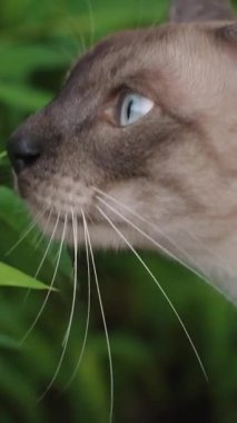 Dikey video. Çapraz Gözlü Mavi Gözlü Siyam Kedisi Yeşil Bambu Yaprakları Doğal Gün Işığında Bahçede Yakından Profil Görünümü