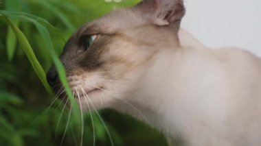 Çapraz Gözlü Siyam Kedisi Bambu Kokluyor Yoğun Bakışlarla Açık Hava Yaprakları Doğal Işık Görünümünde Yakalandı
