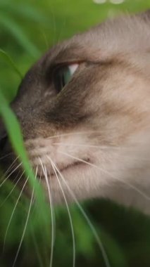 Dikey video. Çapraz Gözlü Siyam Kedisi Bambu Kokluyor Yoğun Bakışlarla Açık Hava Yaprakları Doğal Işık Görünümünde Yakalandı