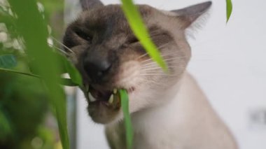 Çapraz Gözlü Siyam Kedisi Yeşillik Arkaplan ve Doğal Işıklı Bahçede Bambu Yaprağı Isırıyor