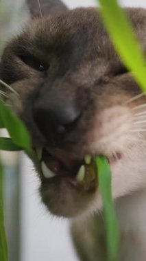 Dikey video. Çapraz Gözlü Siyam Kedisi Yeşillik Arkaplan ve Doğal Işıklı Bahçede Bambu Yaprağı Isırıyor