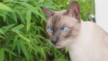 Çapraz Gözlü Siyam Kedisi Açık Bahçe Sahnesinde Açık Hava İfadesiyle Bambu Bitkisini Gözetliyor Parlak Gün Işığıyla