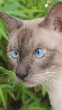 Dikey video. Çapraz Gözlü Siyam Kedisi Açık Bahçe Sahnesinde Açık Hava İfadesiyle Bambu Bitkisini Gözetliyor Parlak Gün Işığıyla
