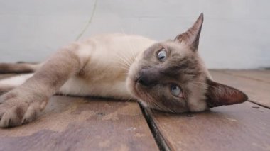 Çapraz Gözlü Siyam Kedisi Pençelerini kaldırmış, Pençelerini uzatmış Tahta zemine uzanmış Açık Açı Açı 'dan yakalanmış