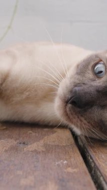 Dikey video. Çapraz Gözlü Siyam Kedisi Pençelerini kaldırmış, Pençelerini uzatmış Tahta zemine uzanmış Açık Açı Açı 'dan yakalanmış