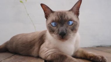 Çapraz Gözlü Mavi Gözlü Siyam Kedisi Tahta Yüzeyde Uzanıyor ve Yumuşak Arkaplanlı Doğal Gün Işığında Sakince Geleceğe Bakıyor