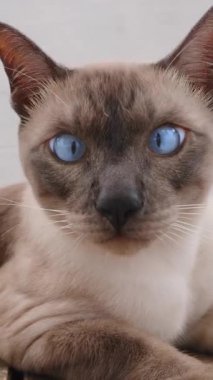 Dikey video. Çapraz Gözlü Mavi Gözlü Siyam Kedisi Tahta Yüzeyde Uzanıyor ve Yumuşak Arkaplanlı Doğal Gün Işığında Sakince Geleceğe Bakıyor