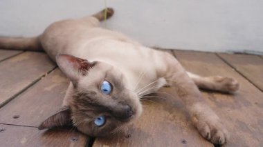 Çapraz Gözlü Siyam Kedisi Tahta zeminde uzanıyor ve Düşük Açı Perspektifli Yavaş Hareket Biçimli Zıplamaya Hazırlanırken Önüne Bakıyor