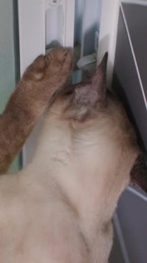 Dikey video. Çapraz Gözlü Siyam Kedisi Garip bir şekilde Dolabın Sürgülü Kapısını Açar ve Kapalı Mesafenin Arkasından İçeriye Tırmanmaya Çalışır