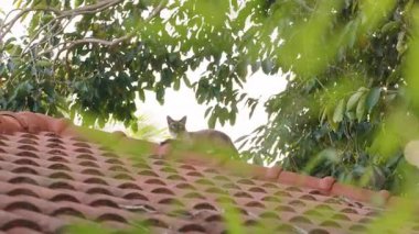 Yeşil Ağaç Dalları ile çevrili Tiled Çatı Tepesinde Oturan Siyam Kedisi Doğal Işıkla Uzak Bir Çekim