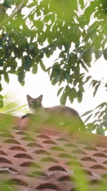 Dikey video. Yeşil Ağaç Dalları ile çevrili Tiled Çatı Tepesinde Oturan Siyam Kedisi Doğal Işıkla Uzak Bir Çekim