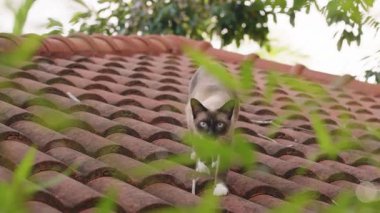 Siamese Kedisi Kameraya Bakarken Alçalan Çatı Doğal Aydınlatma Yapraklarıyla çevrili