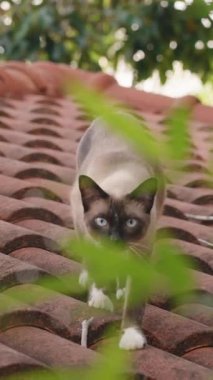 Dikey video. Siamese Kedisi Kameraya Bakarken Alçalan Çatı Doğal Aydınlatma Yapraklarıyla çevrili