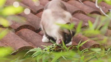 Çatıda Duran ve Bambu Yaprakları Yiyen Siyam Kedisi Başı Doğal Arazide Yakalanmış Yapraklar