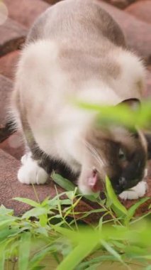 Dikey video. Çatıda Duran ve Bambu Yaprakları Yiyen Siyam Kedisi Başı Doğal Arazide Yakalanmış Yapraklar