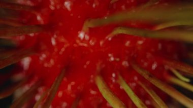 Sığ Odaklanma ve Egzotik Tropikal Doku Konsepti Yavaş Dairesel Hareketi ile Parlayan Kırmızı Cilt ve Sarı Dikenli Rambutan Yüzeyinin Dönen Makro Görünümü