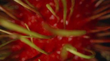 Rambutan Yüzeyinin Makro Yakın Çekimi Odak Bulanık Saç benzeri dikenlerden egzotik meyve dokusu kavramının sığ derinliğindeki kırmızı kabarık deriye kademeli olarak