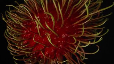 Tüm Rambutan Yavaş Dönüyor ve Düşüyor Siyah Arkaplanda Saç benzeri dikenler Detaylı Askıya alınmış Egzotik Meyve Konsepti Hareketi Görünür