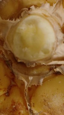 Dikey video. Küçük Ananas Dönüşü ve Düşüşünün Alt Görünümü Fibröz Çekirdeği ve Sarı Bölümlerle Egzotik Detay Konsepti İçin Siyah Arkaplana Karşı Yavaş Harekette Görünür