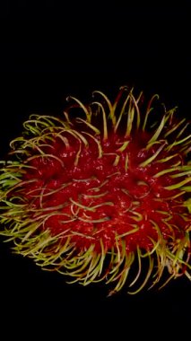 Dikey video. Tüm Rambutan, Macro View 'da Kırmızı Dikenli Cilt ve Yeşil Saçlı Dikenlerle, Egzotik Meyve Kavramının Karanlık Arkaplanına Karşı Havada Dönüyor