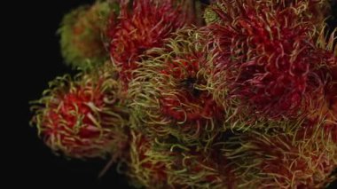 Daldaki Dönen Rambutan Kümesinin Yakın Çekimi Tropikal Hasat Konsepti için Siyah Arkaplan Karşısında Yumuşak Işıkta Yeşil Saçlı Dikenli Kırmızı Meyveleri Gösteriyor