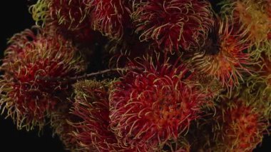 Taze Egzotik Hasat Konsepti İçin Yavaş Çekimde Ayrıntılı Dikenli Doku ve Renk Kontrast ile Dalda Dönen Rambutan Kümesinin Yan Görünümü