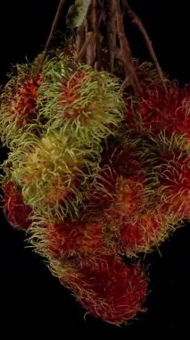 Dikey video. Rambutan Çetesi 'nin Çoklu Kırmızı ve Yeşil Kıllı Meyvelerle Havada Dönüşü Üzerine Tam Görünüm Siyah Egzotik Doğa Kavramına Karşı Askıya Alındı