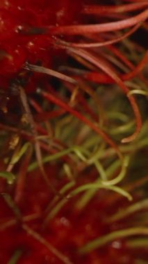 Dikey video. Rambutan Dalları Arasında Hareket Eden Dolly Kaydırıcı Yeşil Saç Benzeri Dikenli Egzotik Tropikal Hasat Konseptine Odaklanan Kırmızı Meyveler