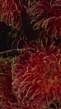 Dikey video. Taze Egzotik Hasat Konsepti İçin Yavaş Çekimde Ayrıntılı Dikenli Doku ve Renk Kontrast ile Dalda Dönen Rambutan Kümesinin Yan Görünümü