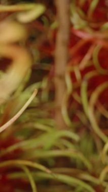 Dikey video. Makro Tropikal Meyve Dokusu Konsepti için Kırmızı Et ve Eğimli Yeşil Kıllar ile Rambutan Omurgaları Arasından Geçerken Ekstrem Yakın Çekim Dolly Kaydırıcısı