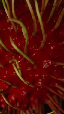 Dikey video. Tüm Rambutan Yavaş Dönüyor ve Düşüyor Siyah Arkaplanda Saç benzeri dikenler Detaylı Askıya alınmış Egzotik Meyve Konsepti Hareketi Görünür