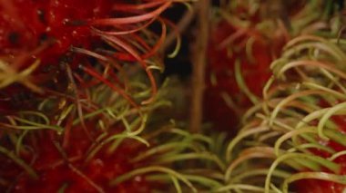 Rambutan Dalları Arasında Hareket Eden Dolly Kaydırıcı Yeşil Saç Benzeri Dikenli Egzotik Tropikal Hasat Konseptine Odaklanan Kırmızı Meyveler