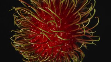 Rambutan, Egzotik Tropikal Meyve Konsepti Askıya Alınan Hareket Etkisi ile Dramatik Işıkta Siyah Arkaplana Yavaşça Düşüyor