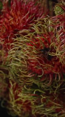 Dikey video. Daldaki Dönen Rambutan Kümesinin Yakın Çekimi Tropikal Hasat Konsepti için Siyah Arkaplan Karşısında Yumuşak Işıkta Yeşil Saçlı Dikenli Kırmızı Meyveleri Gösteriyor