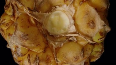 Küçük Ananas Dönüşü ve Düşüşünün Alt Görünümü Fibröz Çekirdeği ve Sarı Bölümlerle Egzotik Detay Konsepti İçin Siyah Arkaplana Karşı Yavaş Harekette Görünür