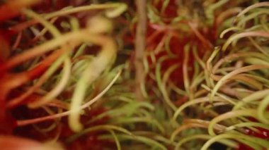 Makro Tropikal Meyve Dokusu Konsepti için Kırmızı Et ve Eğimli Yeşil Kıllar ile Rambutan Omurgaları Arasından Geçerken Ekstrem Yakın Çekim Dolly Kaydırıcısı