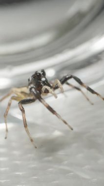 Dikey video. Cam Yapının İçindeki Parlak Yüzeyde Sıçrayan Örümcek Böcek Davranışı için Makro Görünümünde Şeffaf Yansımalar ve Yumuşak Işık