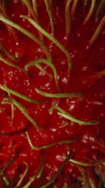 Dikey video. Rambutan, Egzotik Tropikal Meyve Konsepti Askıya Alınan Hareket Etkisi ile Dramatik Işıkta Siyah Arkaplana Yavaşça Düşüyor