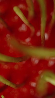 Dikey video. Rambutan Yüzeyinin Makro Yakın Çekimi Odak Bulanık Saç benzeri dikenlerden egzotik meyve dokusu kavramının sığ derinliğindeki kırmızı kabarık deriye kademeli olarak