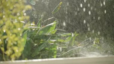 Düşük Açılı Yeşillikte Güneş Işığı Filtresiyle Yavaş Çekimde Yüzeye Yağmur Damlaları Askıya Alındı