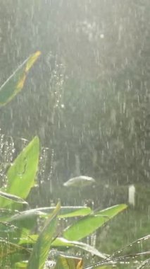 Dikey video. Şiddetli yağış altında yoğun tropikal yapraklar Parlak güneş ışığı Geniş Açı 'da ışıldıyor, Yapraklar Arasında Su Akıntısı