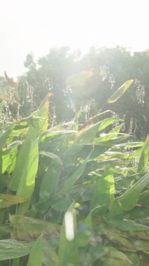 Dikey video. Sarı Askıda Parlayan Güneş Işığı Yeşil Akan Yapraklarla Göz Seviyesinde Yumuşak Odaklı Yeşil Arazide Yağan Yağmur Yaprakları