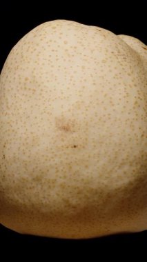 Dikey video. Tüm Asya Armudu Çemberde Kusursuz Dönüyor Kara Arkaplanda Yumuşak lşık Vurgulanan Yumuşak Doku Taze Meyve ve Sağlıklı Diyet Konseptiyle İzole Edilmiş