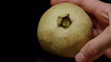 Göz Seviyesi Tropikal Meyve ve Doğal Hasat Konseptinde Görünür Yüzey Dokuları ve Su Damlacıklarına Karşı El Tutuşu Taze Guava Yakın Çekimi