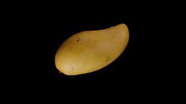 Pürüzsüz Sarı Deri ve Yumuşak Işık Yansıması Tropikal Meyve ve Yaz Tazeliği ile Siyah Arkaplan 'da Kusursuz Dönen Mango Görünümlü