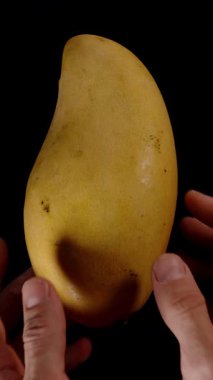 Dikey video. Elleri Olgun Mangoyu Düz Sarı Deri ve Doğal Şekil Görünür Taze Meyve ve Tropikal Beslenme ile Siyah Arkaplan Karşısında Tutuyor