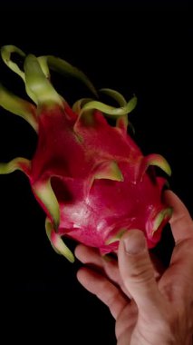 Dikey video. El ele tutuşan Ejder Meyvesi Siyah Arkaplan karşısında canlı pembe deri ve eğri yeşil pullu egzotik meyve ve doğal sağlık