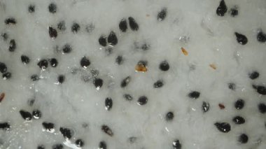 Beyaz Et ve Ejderha Meyvesi 'nin Siyah Tohumu' nun Detaylı Nemli Doku ve Küçük Tohum Yansımaları Taze Egzotik Meyve Dokusuyla Yakın Çekim Macro Görünümü